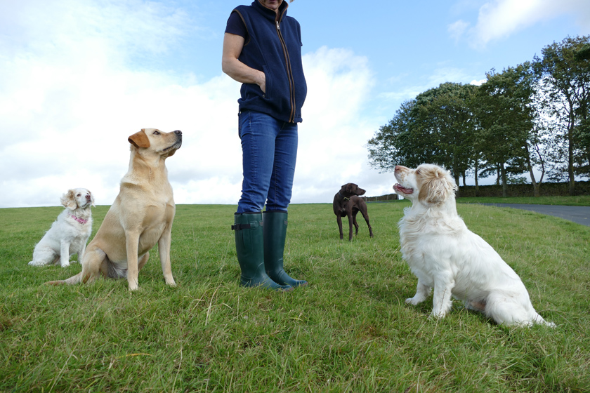 Best neoprene lined wellies for dog walking